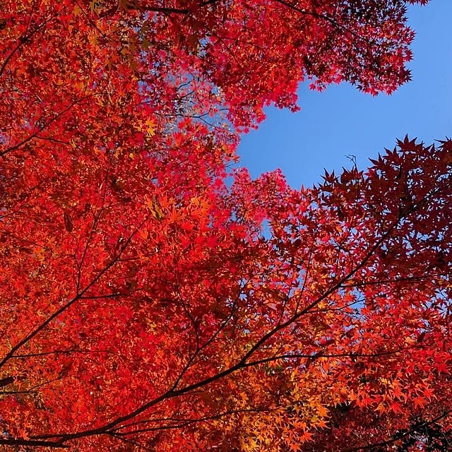 kerochanさんの部屋