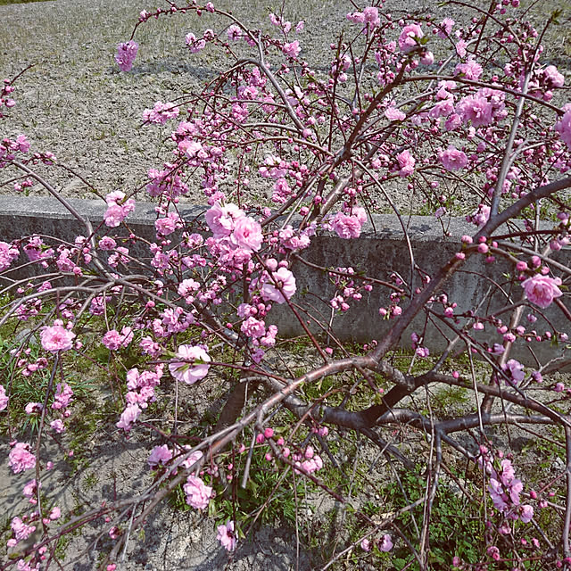 machikomamaさんの実例写真