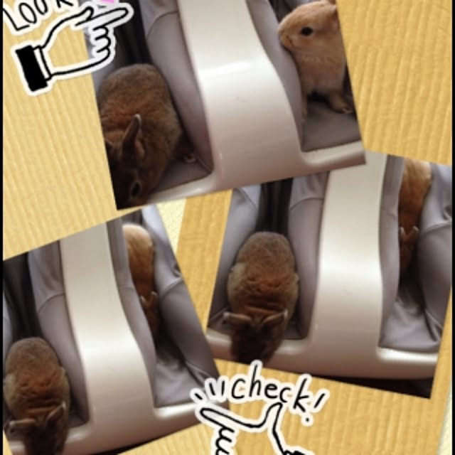 usa_cheeseさんの実例写真