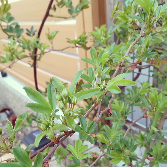 miaさんの実例写真