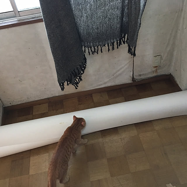 mikuさんの実例写真