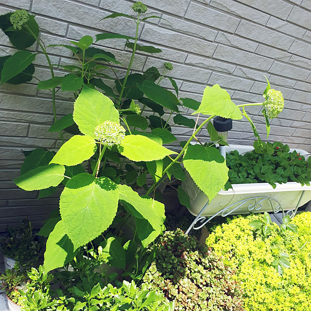 部屋全体/5月の庭/駐車場からお庭へ‥…/私の癒し/植物のある暮らし...などのインテリア実例 - 2022-05-22 21:09:05