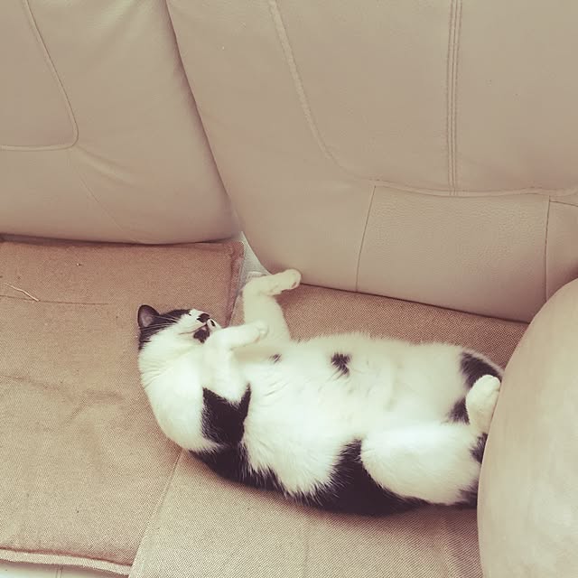 candyさんの実例写真