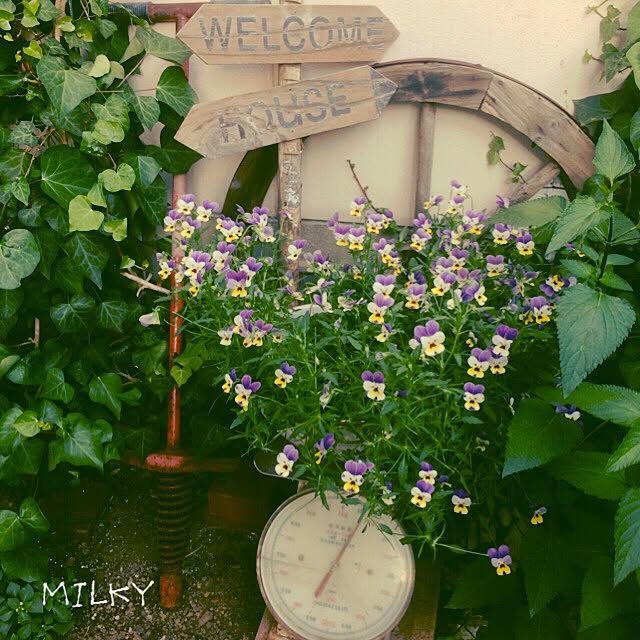 milkyさんの実例写真