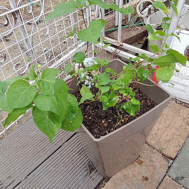 Bienvenueさんの実例写真