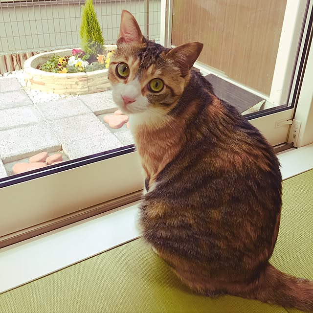 Yukikoさんの実例写真