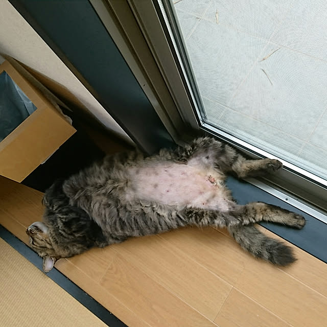 rikadaiさんの実例写真