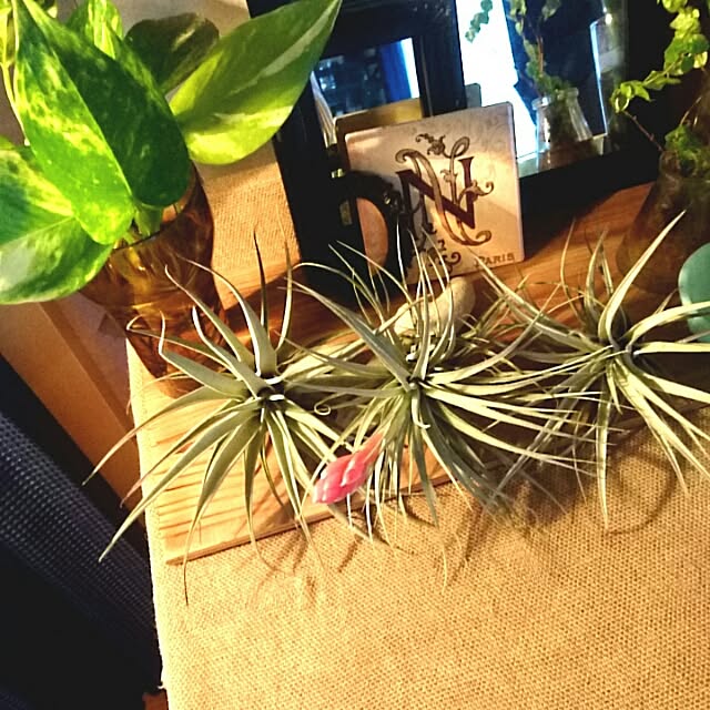 naokoさんの実例写真