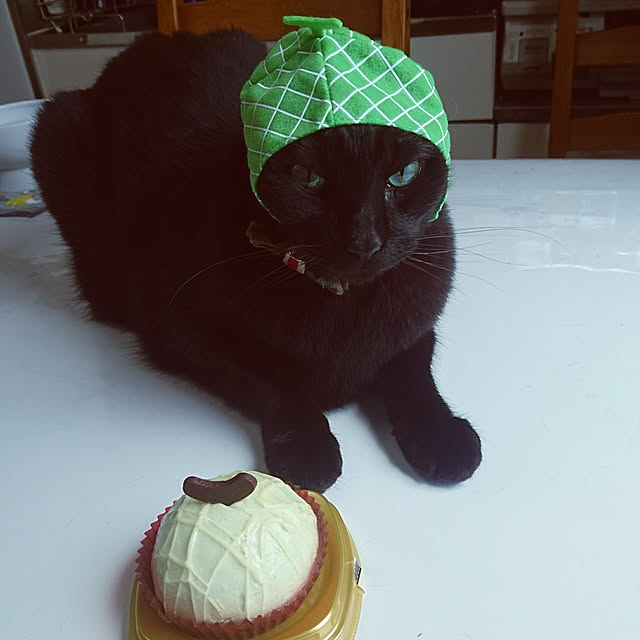 机/いいね&フォローありがとうございます☆/いいねと、フォローの押し逃げすみません！/猫/猫大好きです☺...などのインテリア実例 - 2017-07-29 13:16:36