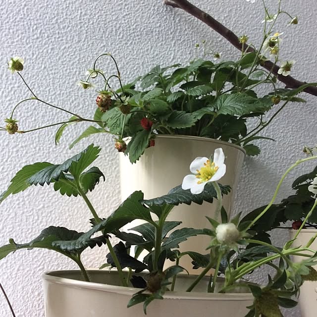 Noccoさんの実例写真