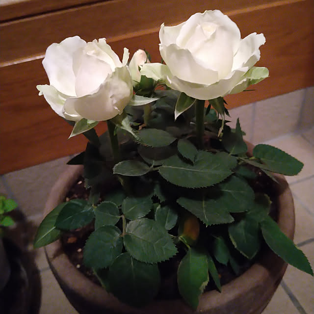 miy-9320さんの実例写真