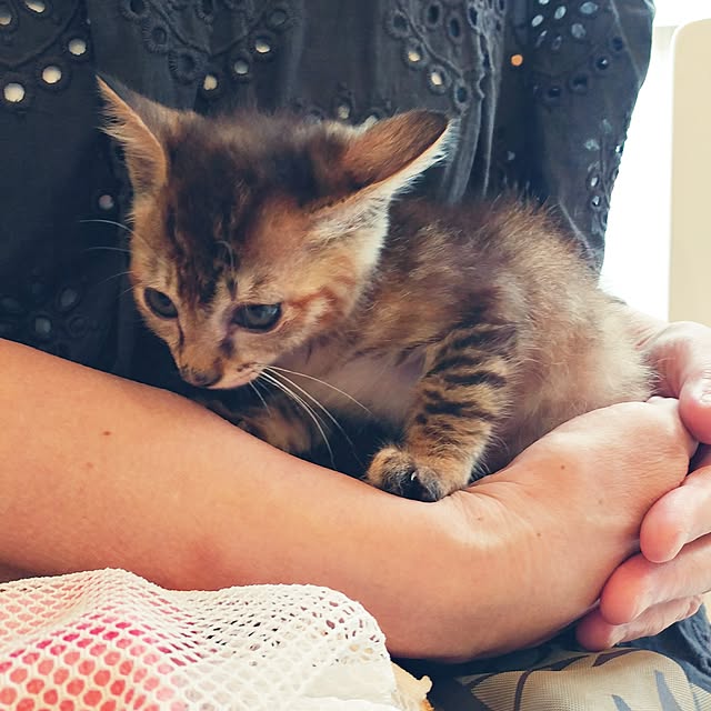 kittenblueさんの実例写真