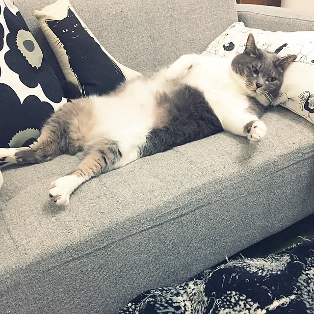 toufuさんの実例写真