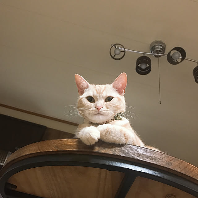 rasuさんの実例写真