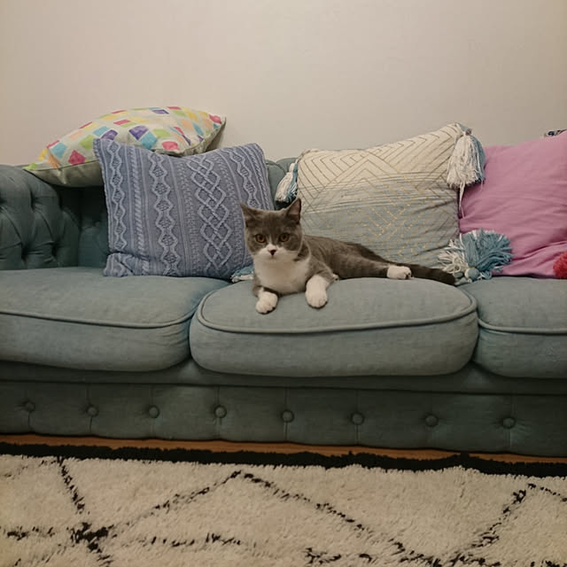 poniさんの実例写真