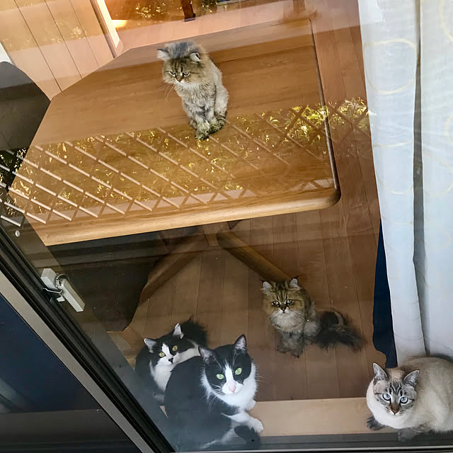 butachanさんの実例写真