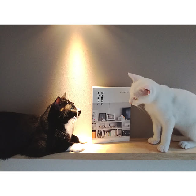 aMaさんの実例写真
