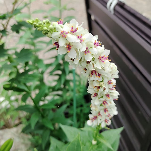 kiraさんの部屋