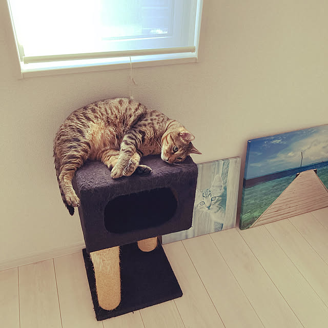 ここから飼い主を見てる/捨てられないんです/初めてのキャットタワー/ベッド周りのインテリア実例 - 2021-08-08 18:14:30