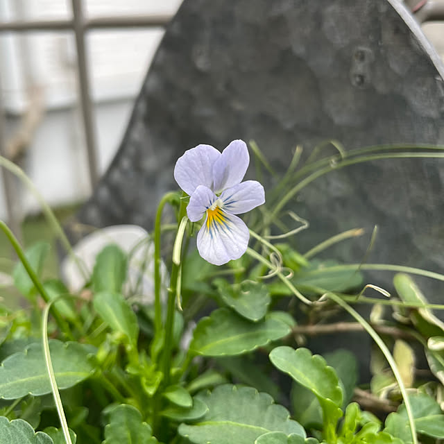 shiropenguinさんの部屋