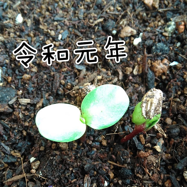 mayuさんの実例写真