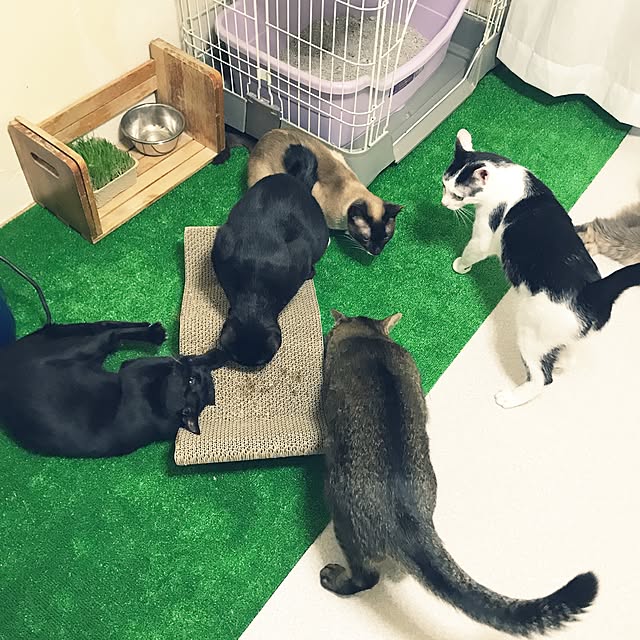 実例写真