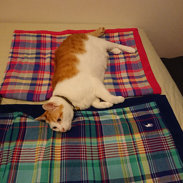 porinさんの実例写真
