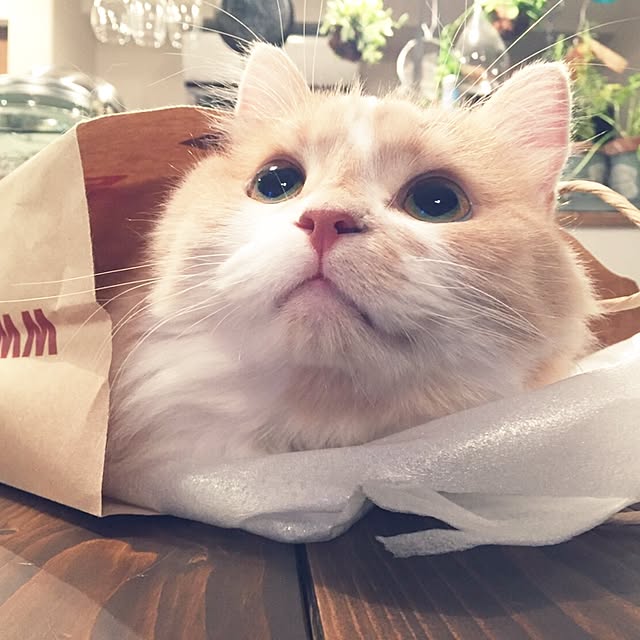 maruさんの実例写真
