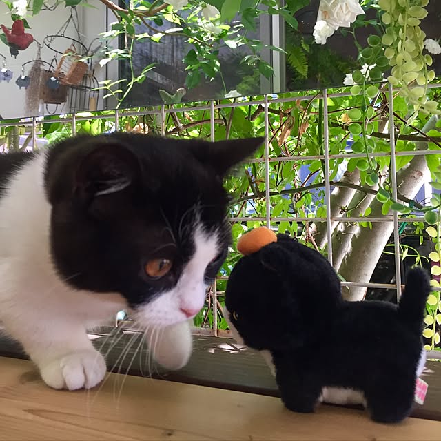 butachanさんの実例写真