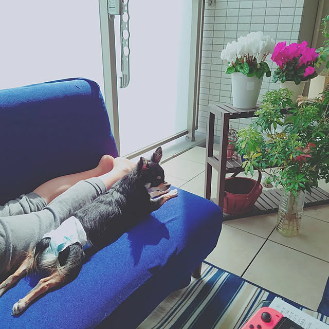 jinmamaさんの実例写真