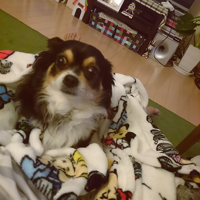 rinmarorinさんの実例写真