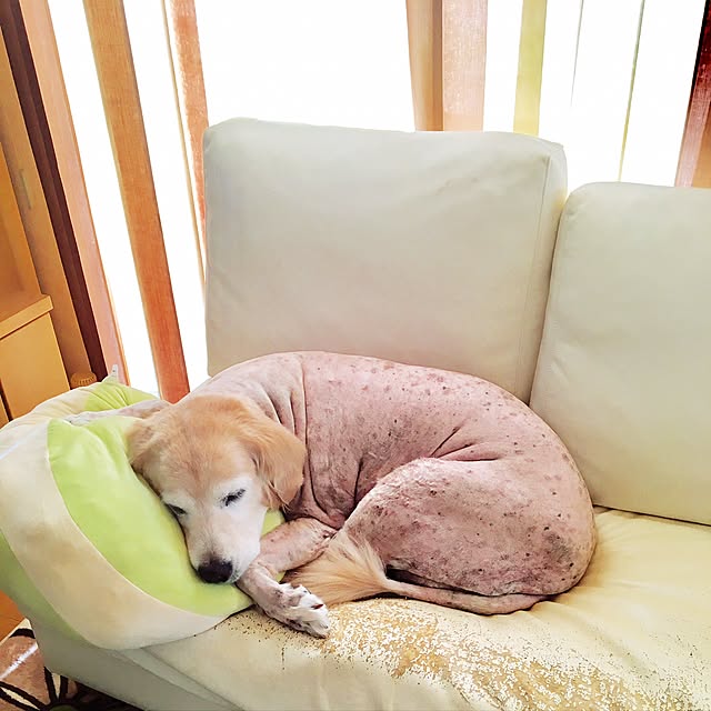 Poaluさんの実例写真