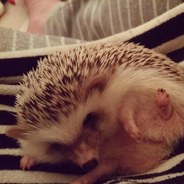 kuruさんの実例写真