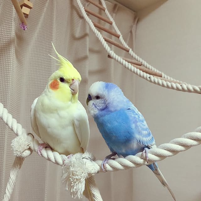 toratanさんの実例写真