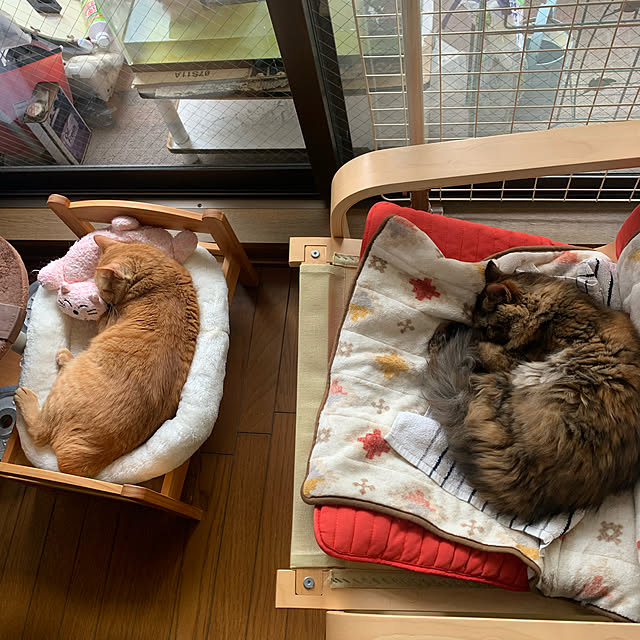 nekohagu2022さんの実例写真