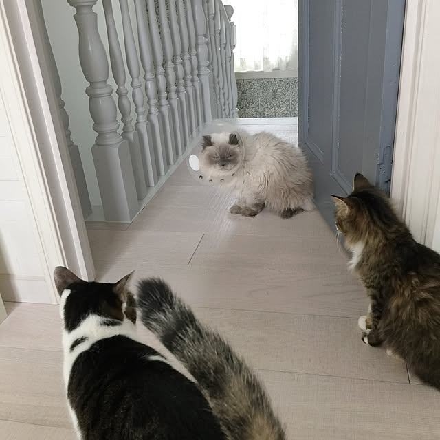 yuchiさんの実例写真