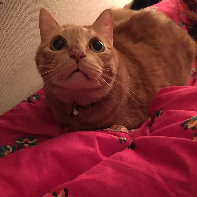 nonnokoさんの実例写真