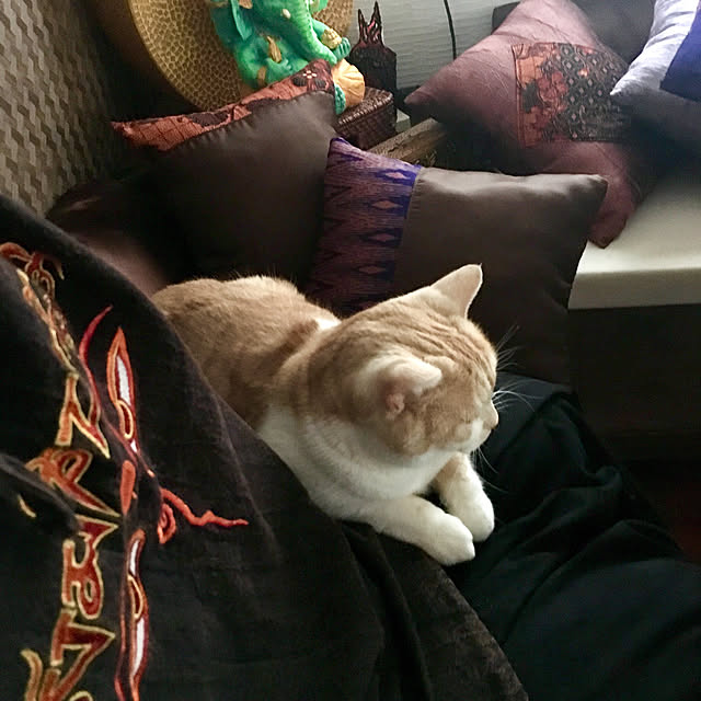 aiaiさんの実例写真