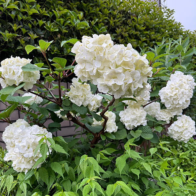 mamizaさんの部屋