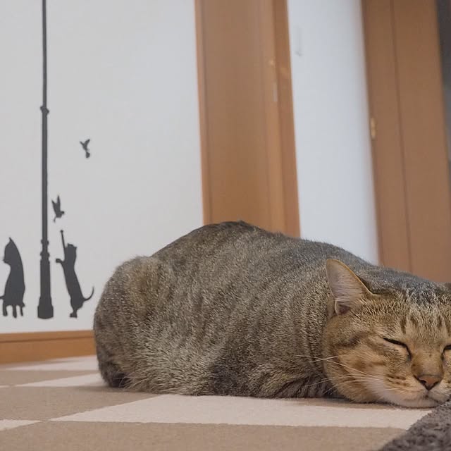 torayuさんの実例写真
