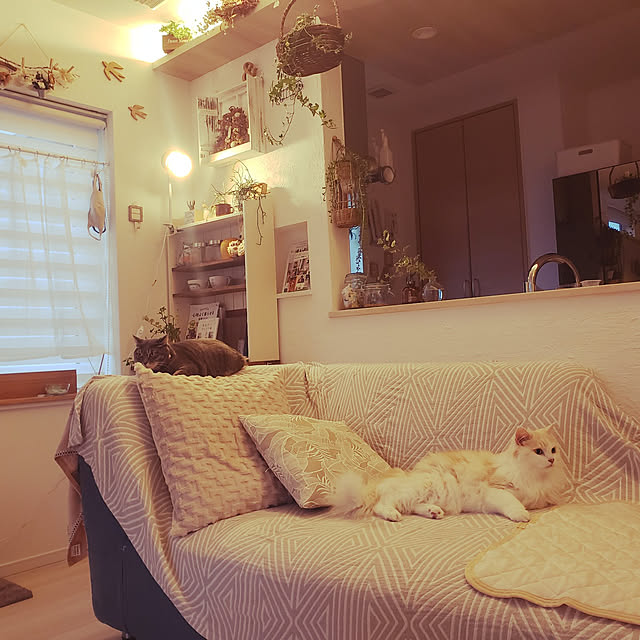 megu.catさんの実例写真