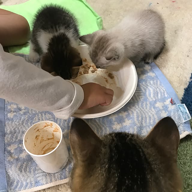 pepeさんの実例写真
