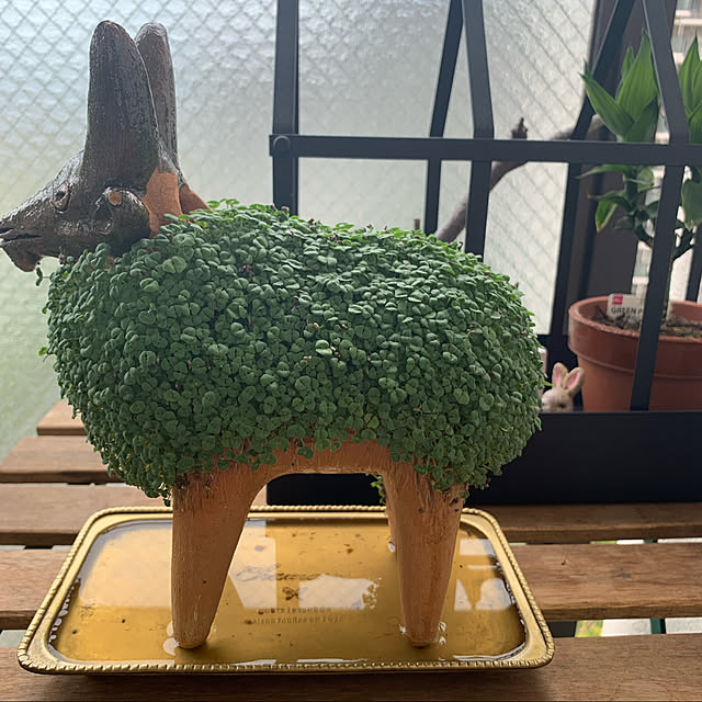 aureaさんの実例写真