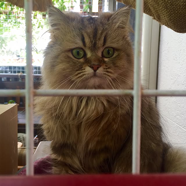 butachanさんの実例写真