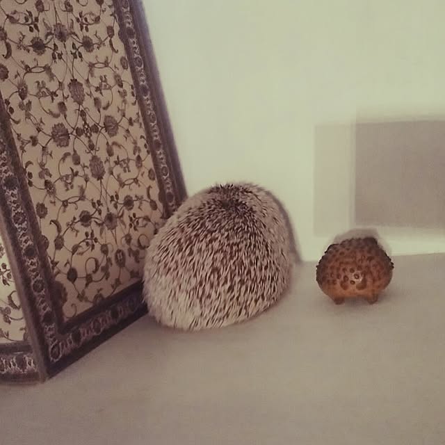 kuruさんの実例写真