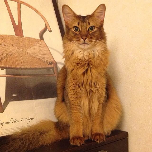 shihoさんの実例写真