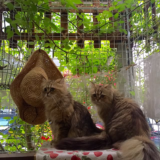 butachanさんの実例写真