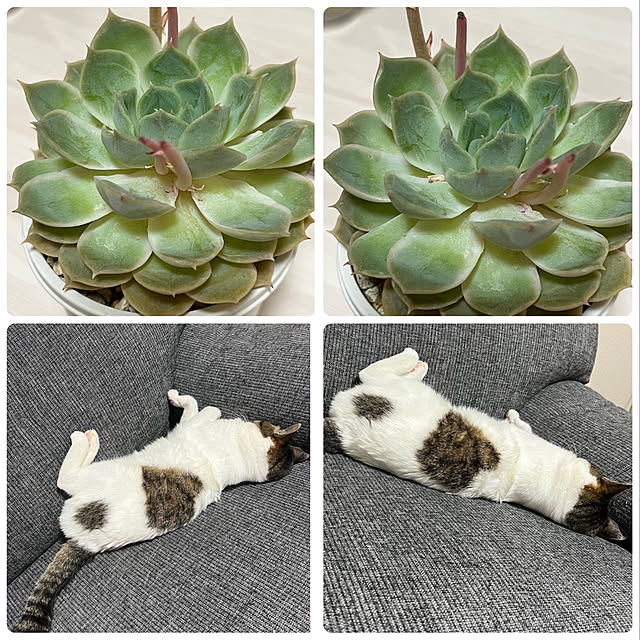 melmelさんの実例写真