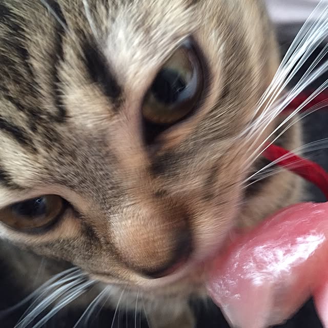 catwomanさんの実例写真