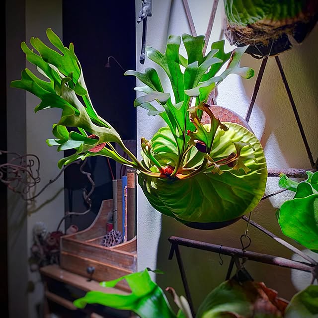 petitesplumesさんの部屋